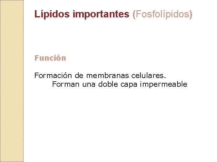 Lípidos importantes (Fosfolípidos) Función Formación de membranas celulares. Forman una doble capa impermeable 