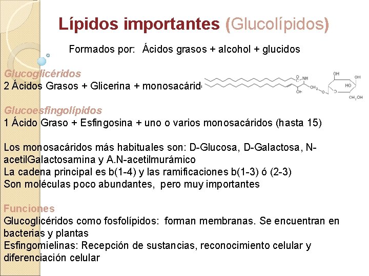 Lípidos importantes (Glucolípidos) Formados por: Ácidos grasos + alcohol + glucidos Glucoglicéridos 2 Ácidos