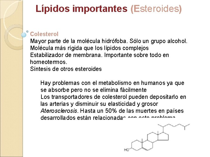 Lípidos importantes (Esteroides) Colesterol Mayor parte de la molécula hidrófoba. Sólo un grupo alcohol.