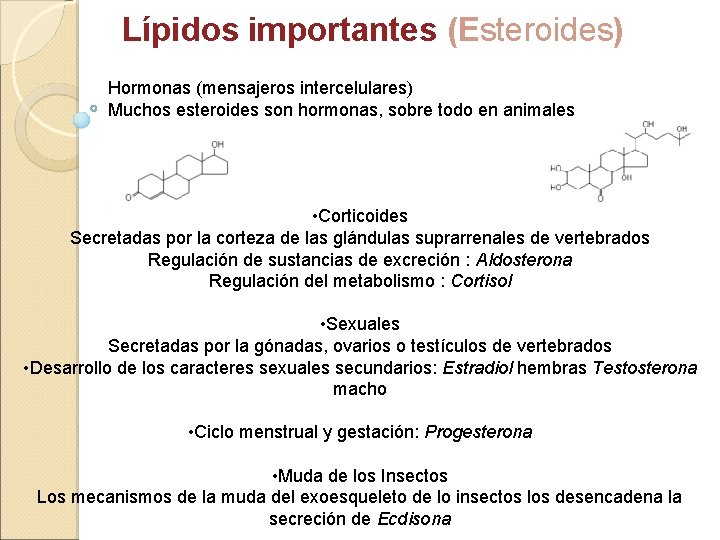 Lípidos importantes (Esteroides) Hormonas (mensajeros intercelulares) Muchos esteroides son hormonas, sobre todo en animales