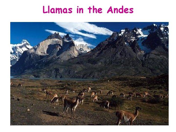 Llamas in the Andes 
