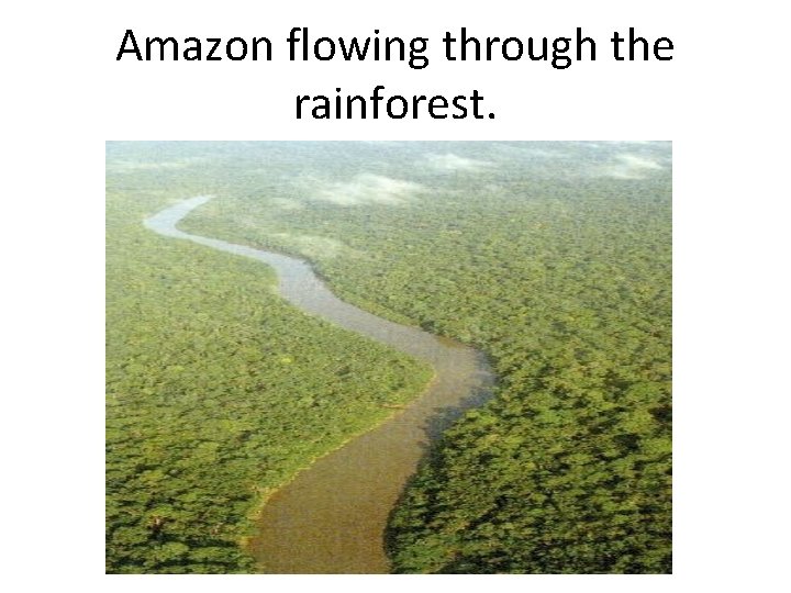 Amazon flowing through the rainforest. 
