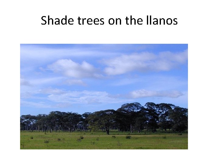 Shade trees on the llanos 