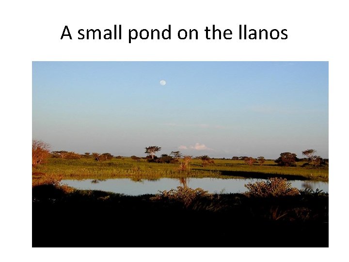 A small pond on the llanos 