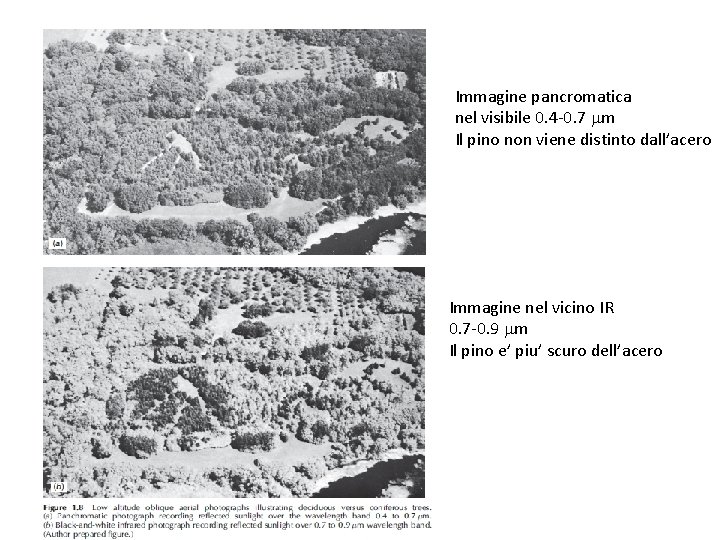 Immagine pancromatica nel visibile 0. 4 -0. 7 m Il pino non viene distinto