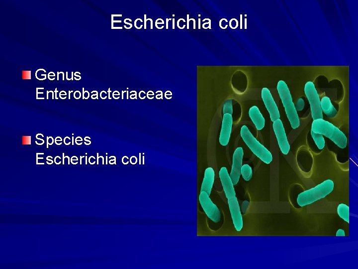 Escherichia coli Genus Enterobacteriaceae Species Escherichia coli 