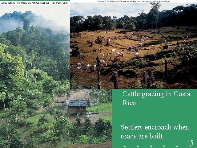 Fig. 14. 12 Cattle grazing in Costa Rica Settlers encroach when roads are built