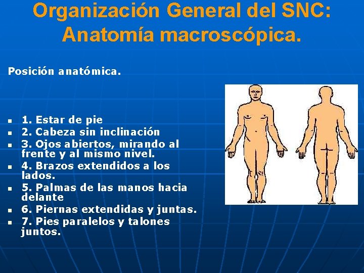 Organización General del SNC: Anatomía macroscópica. Posición anatómica. n n n n 1. Estar