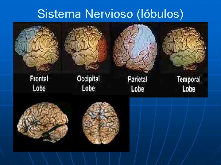 Sistema Nervioso (lóbulos) 