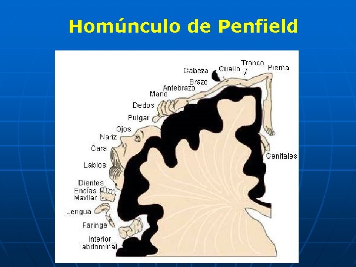 Homúnculo de Penfield 