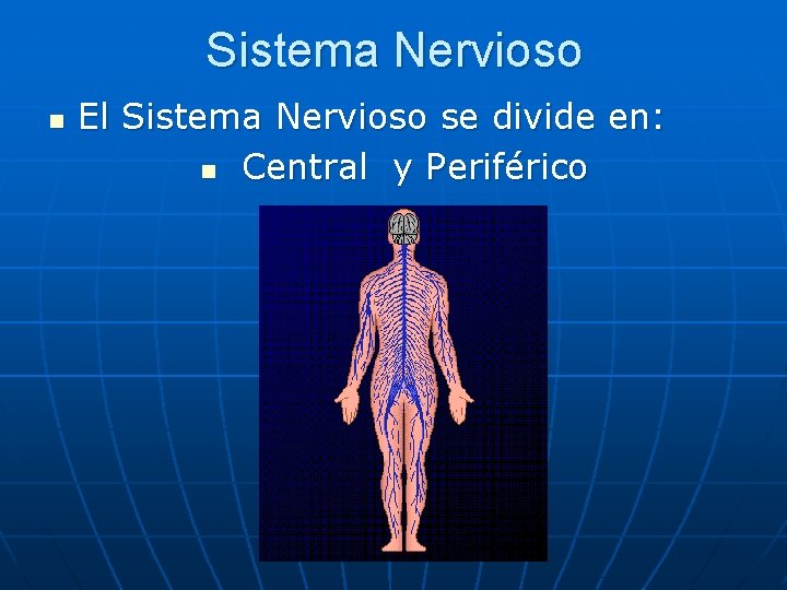 Sistema Nervioso n El Sistema Nervioso se divide en: n Central y Periférico 