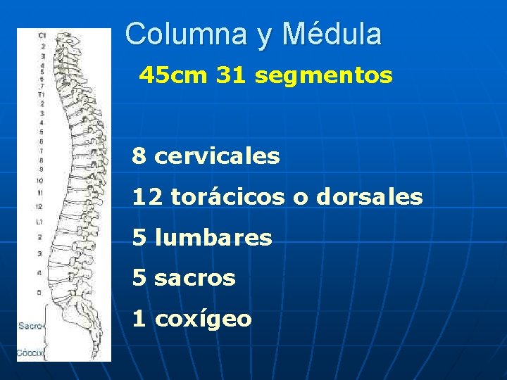 Columna y Médula 45 cm 31 segmentos 8 cervicales 12 torácicos o dorsales 5