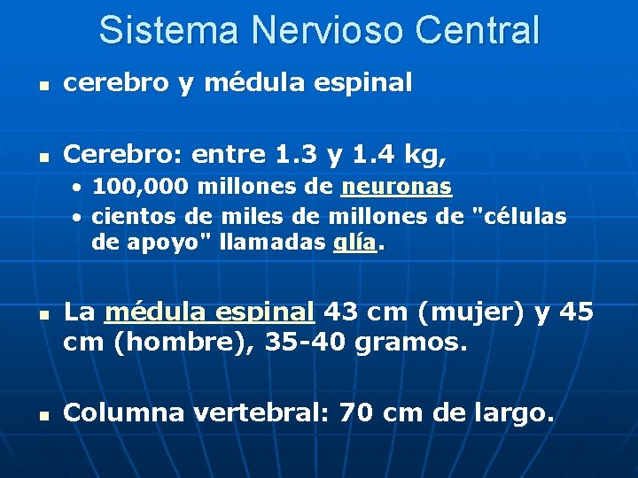 Sistema Nervioso Central n cerebro y médula espinal n Cerebro: entre 1. 3 y