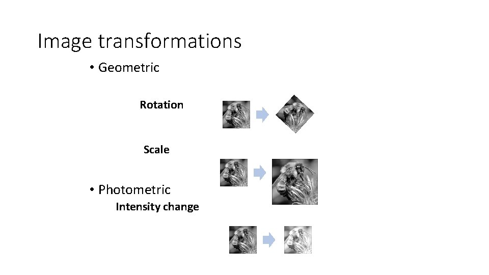 Image transformations • Geometric Rotation Scale • Photometric Intensity change Image transformations • Geometric Rotation Scale • Photometric Intensity change