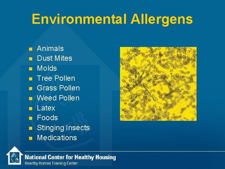 Environmental Allergens n n n n n Animals Dust Mites Molds Tree Pollen Grass