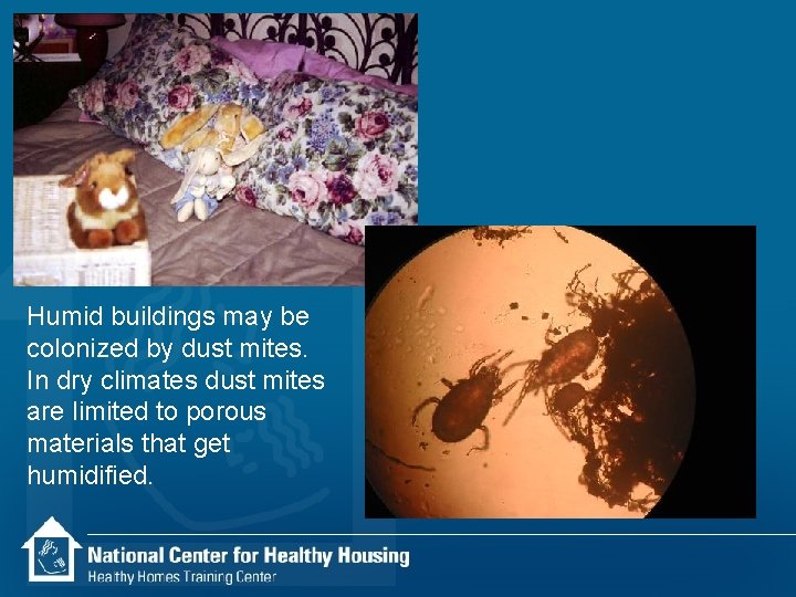 Humid buildings may be colonized by dust mites. In dry climates dust mites are