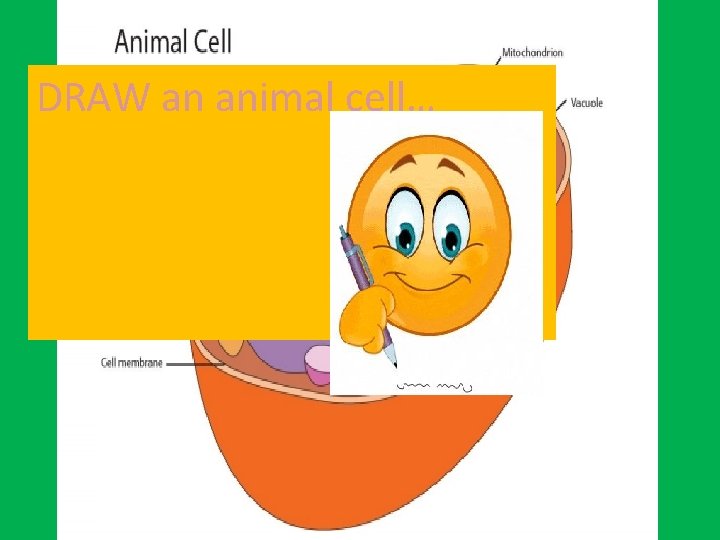 DRAW an animal cell… 