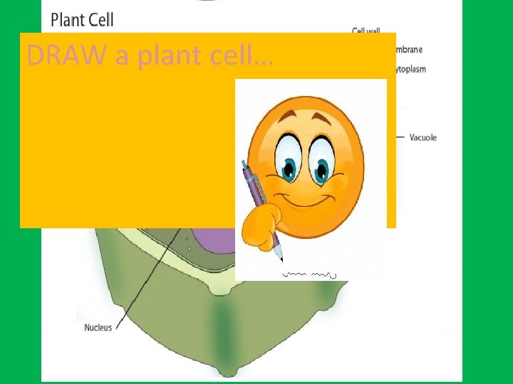 DRAW a plant cell… 