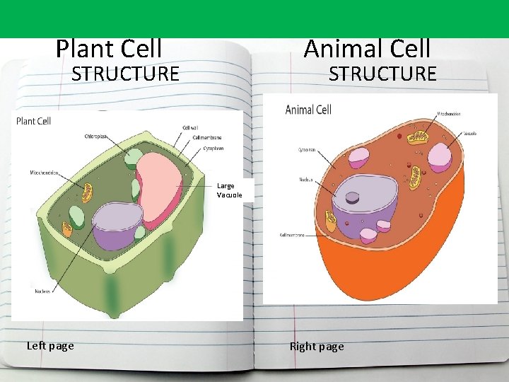 Plant Cell Animal Cell STRUCTURE Large Vacuole Left page Right page 