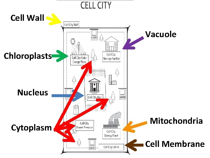 Cell Wall Vacuole Chloroplasts Nucleus Cytoplasm Mitochondria Cell Membrane 