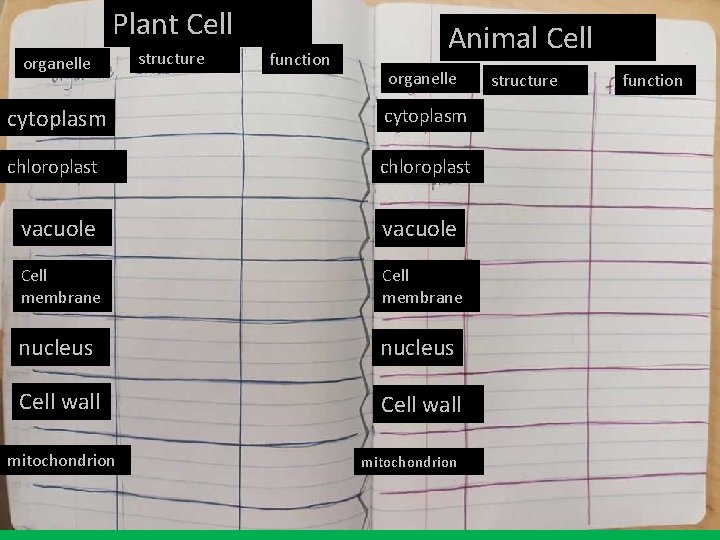 Plant Cell organelle structure function Animal Cell organelle cytoplasm chloroplast vacuole Cell membrane nucleus