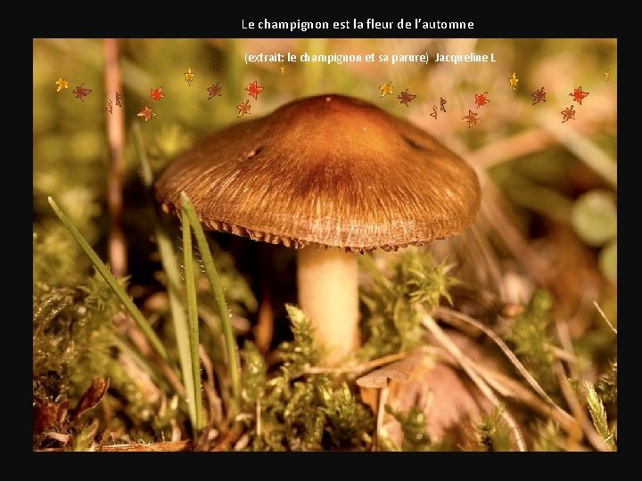 Le champignon est la fleur de l’automne (extrait: le champignon et sa parure) Jacqueline