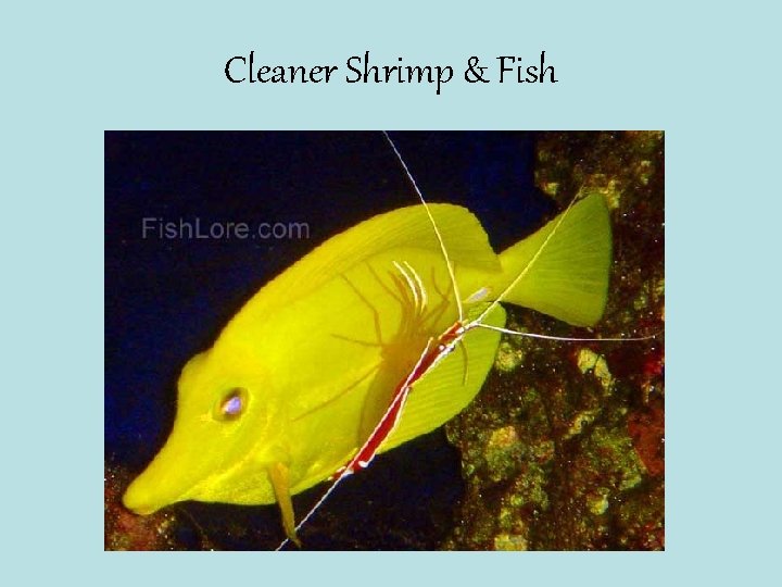 Relationships How do different species affect one another