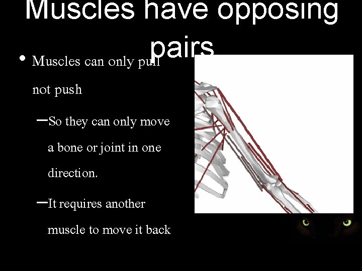 Muscles have opposing pairs • Muscles can only pull not push –So they can