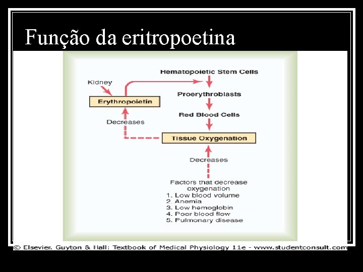 Função da eritropoetina 