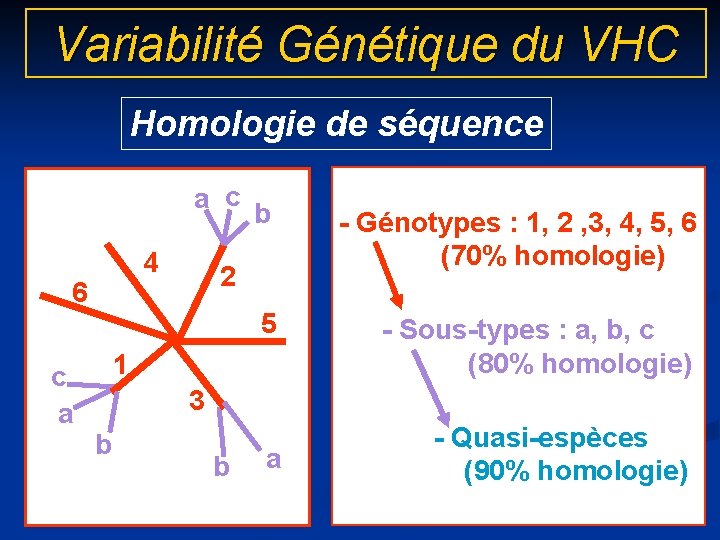 Variabilité Génétique du VHC Homologie de séquence a c 4 6 b - Génotypes