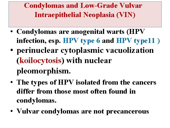 Condylomas and Low-Grade Vulvar Intraepithelial Neoplasia (VIN) • Condylomas are anogenital warts (HPV infection,