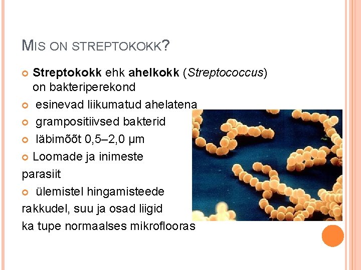 MIS ON STREPTOKOKK? Streptokokk ehk ahelkokk (Streptococcus) on bakteriperekond esinevad liikumatud ahelatena grampositiivsed bakterid