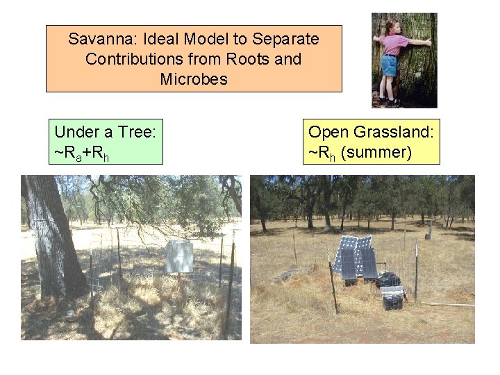 Savanna: Ideal Model to Separate Contributions from Roots and Microbes Under a Tree: ~Ra+Rh