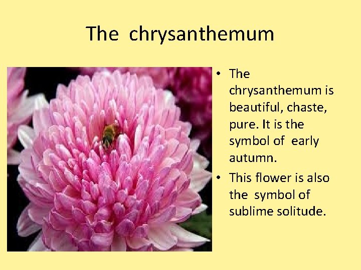 The chrysanthemum • The chrysanthemum is beautiful, chaste, pure. It is the symbol of