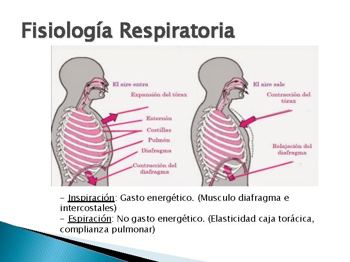 Fisiología Respiratoria - Inspiración: Gasto energético. (Musculo diafragma e intercostales) - Espiración: No gasto