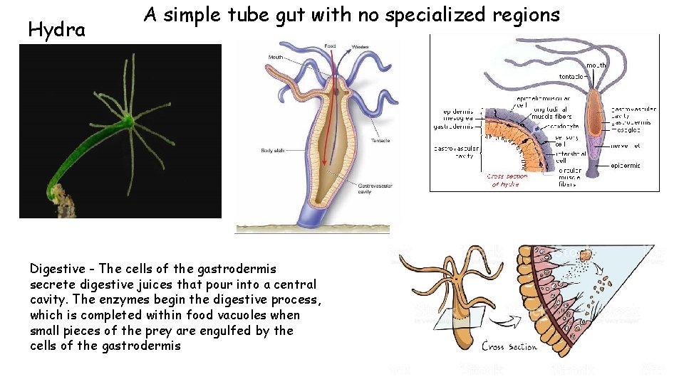 Hydra A simple tube gut with no specialized regions Digestive - The cells of