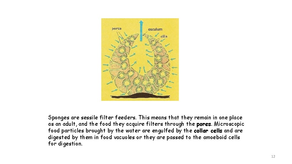 Sponges are sessile filter feeders. This means that they remain in one place as