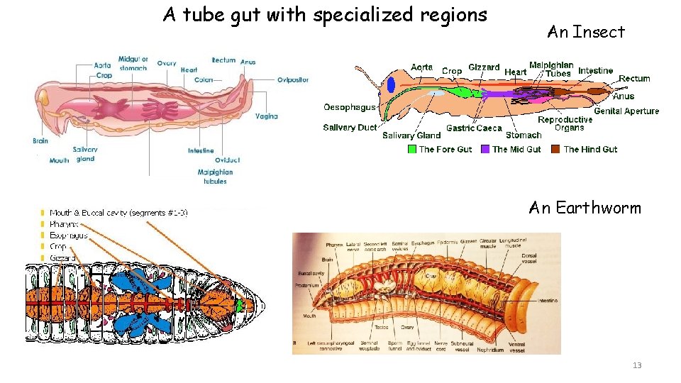 A tube gut with specialized regions An Insect An Earthworm 13 