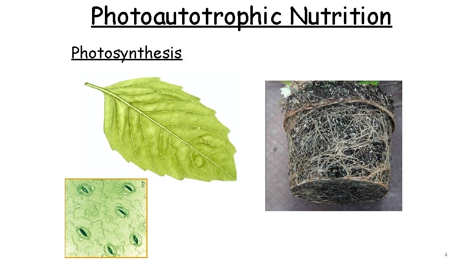 Photoautotrophic Nutrition Photosynthesis 4 