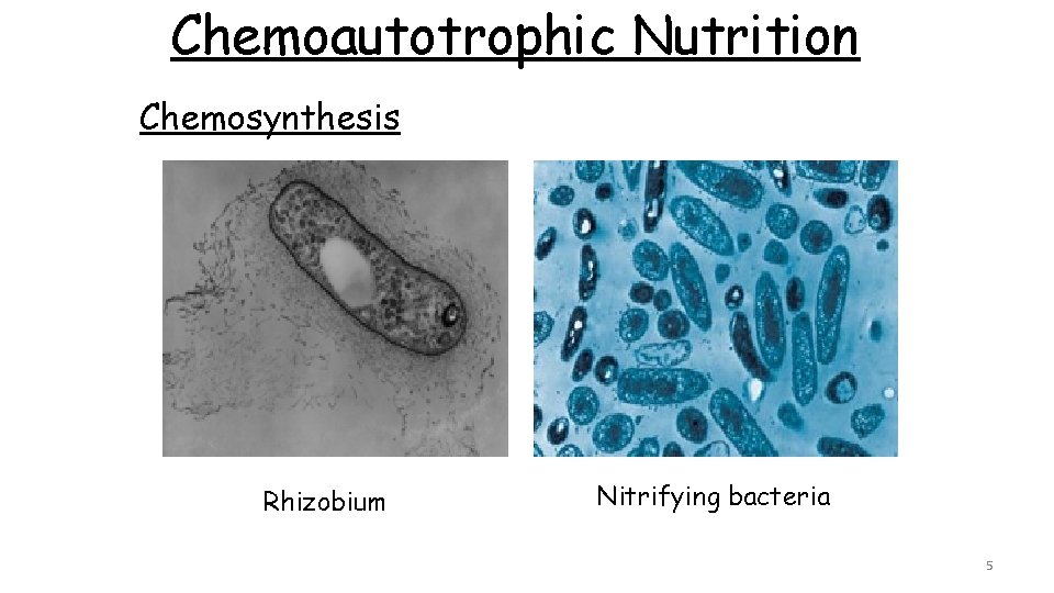 Chemoautotrophic Nutrition Chemosynthesis Rhizobium Nitrifying bacteria 5 