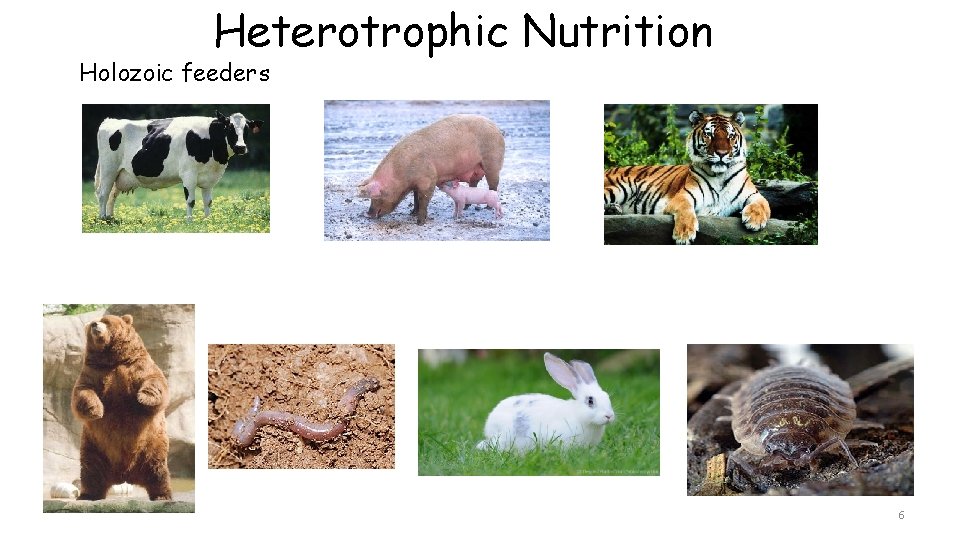 Heterotrophic Nutrition Holozoic feeders 6 