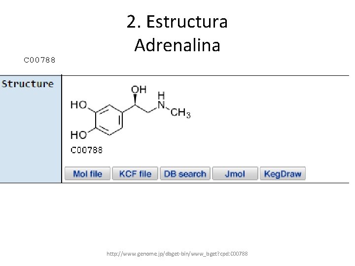 C 00788 2. Estructura Adrenalina http: //www. genome. jp/dbget-bin/www_bget? cpd: C 00788 