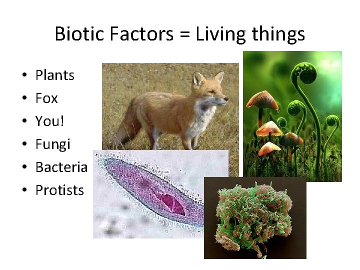 Biotic Factors = Living things • • • Plants Fox You! Fungi Bacteria Protists