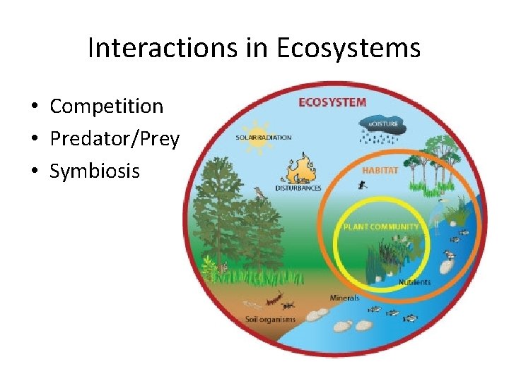 Interactions in Ecosystems • Competition • Predator/Prey • Symbiosis 