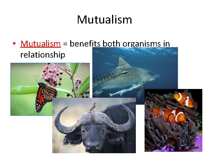 Mutualism • Mutualism = benefits both organisms in relationship 