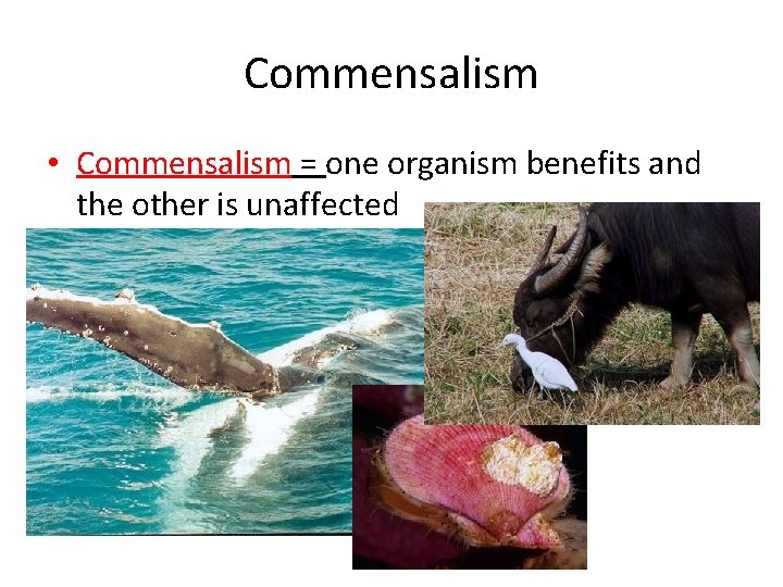 Commensalism • Commensalism = one organism benefits and the other is unaffected 