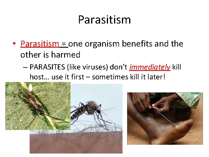 Parasitism • Parasitism = one organism benefits and the other is harmed – PARASITES