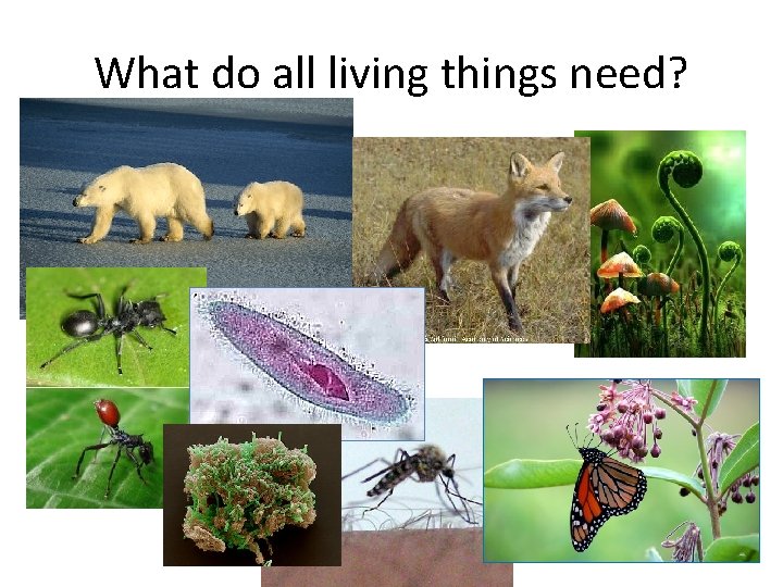 What do all living things need? 