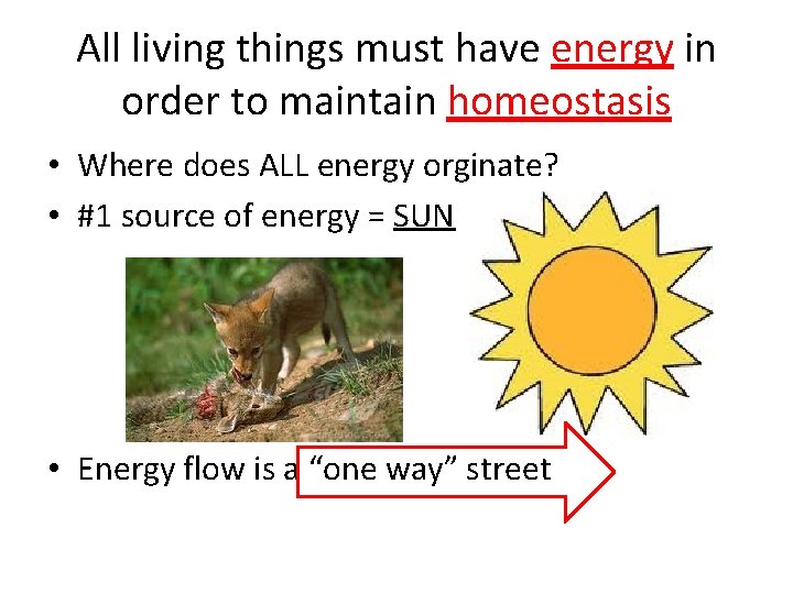 All living things must have energy in order to maintain homeostasis • Where does