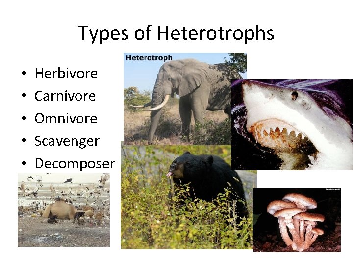 Types of Heterotrophs • • • Herbivore Carnivore Omnivore Scavenger Decomposer 